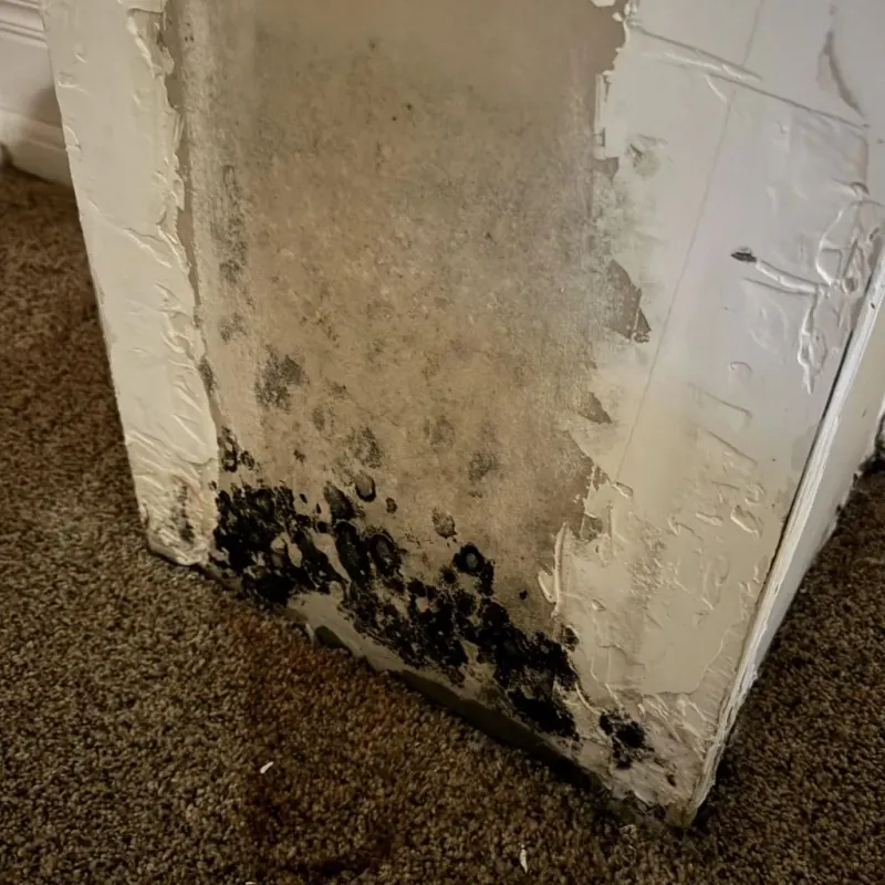 Professional Mold Removal in East Naples, FL